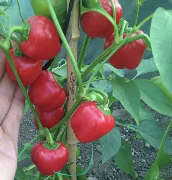 Mini red capsicum seeds online